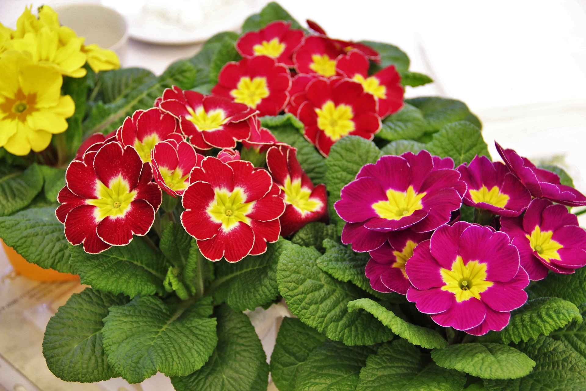 february-birth-flowers-primrose-and-violet-what-do-they-mean-the